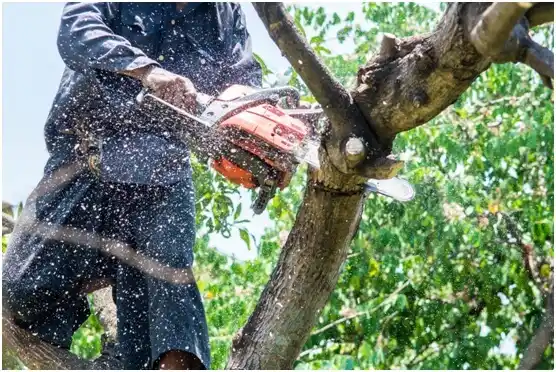 tree services Dripping Springs